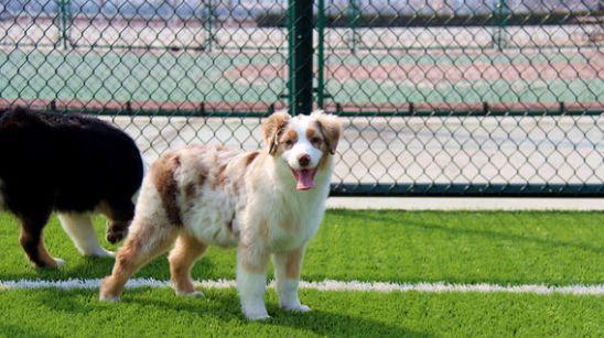 家庭养犬三大注意事项 作为狗狗的主人你合格了吗 看点快报