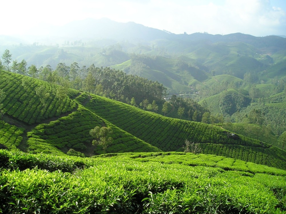 福鼎白茶,白茶,产地,高山,平原