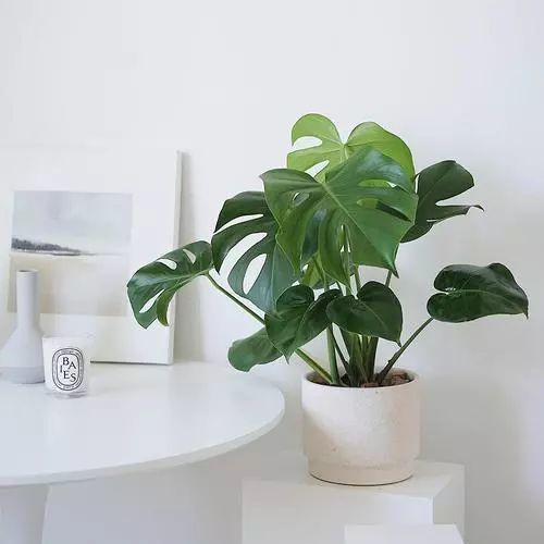 最适合客厅摆放的6种绿植,既美观又有利于家人健康!