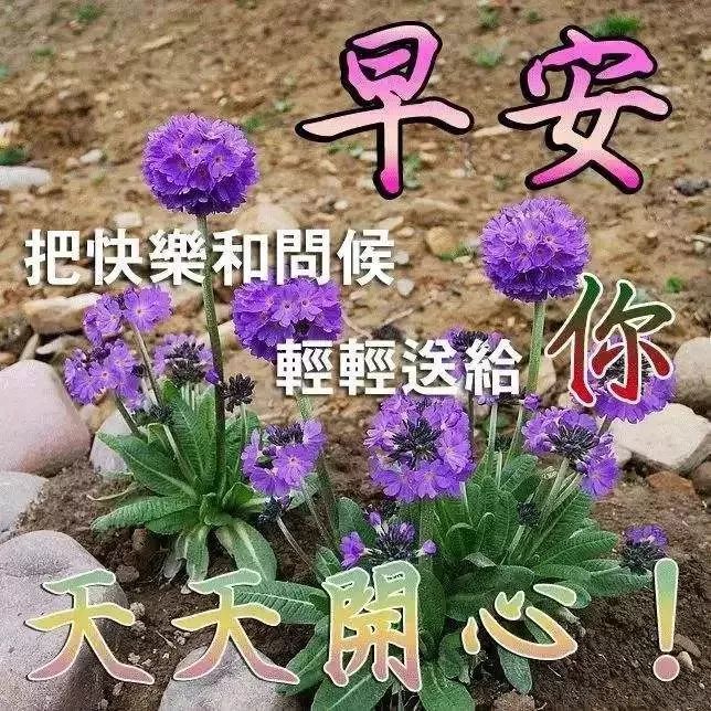 3月16日清晨早上好问候祝福动态表情图片 最美早晨好问候动态表情鲜花