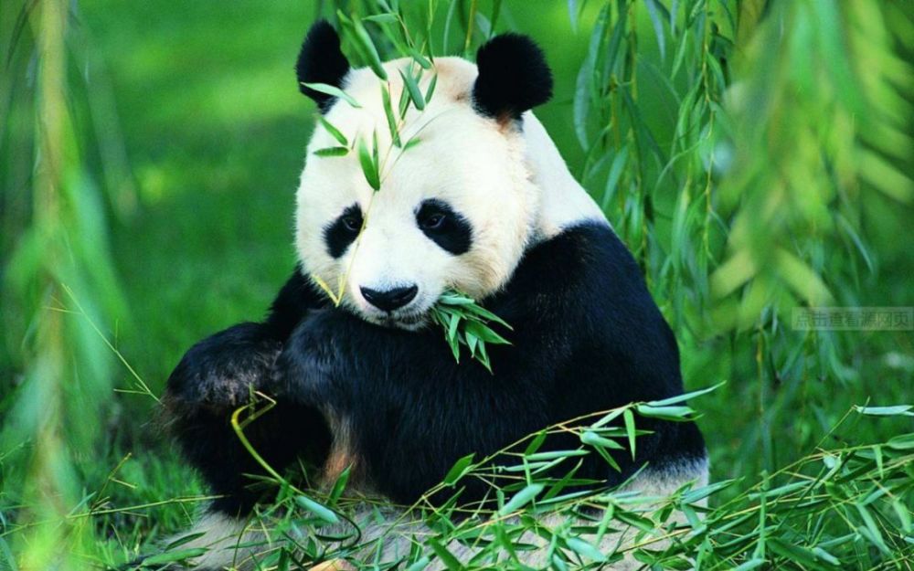 为了保护大熊猫,我们都做了些什么