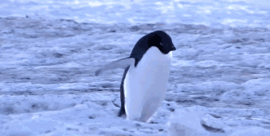 壁纸 动物 企鹅 383_193 gif 动态图 动图