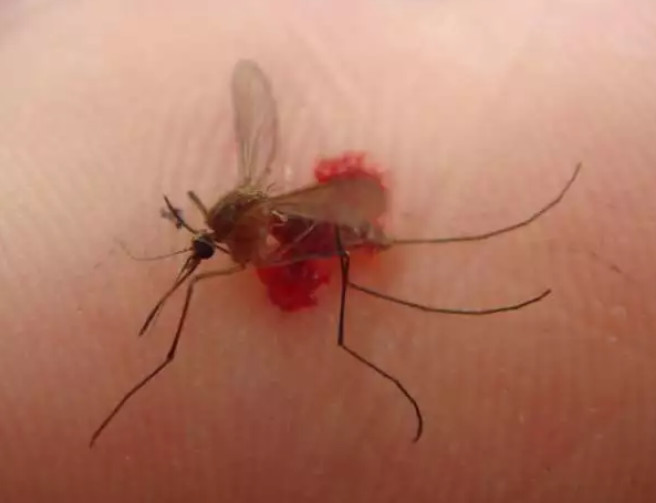 为什么蚊子吸血时不能拍死?放大50倍后,看完背后发凉!