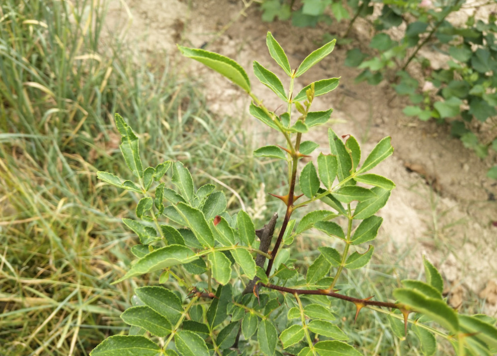 花椒树黄叶是什么病?怎么解决