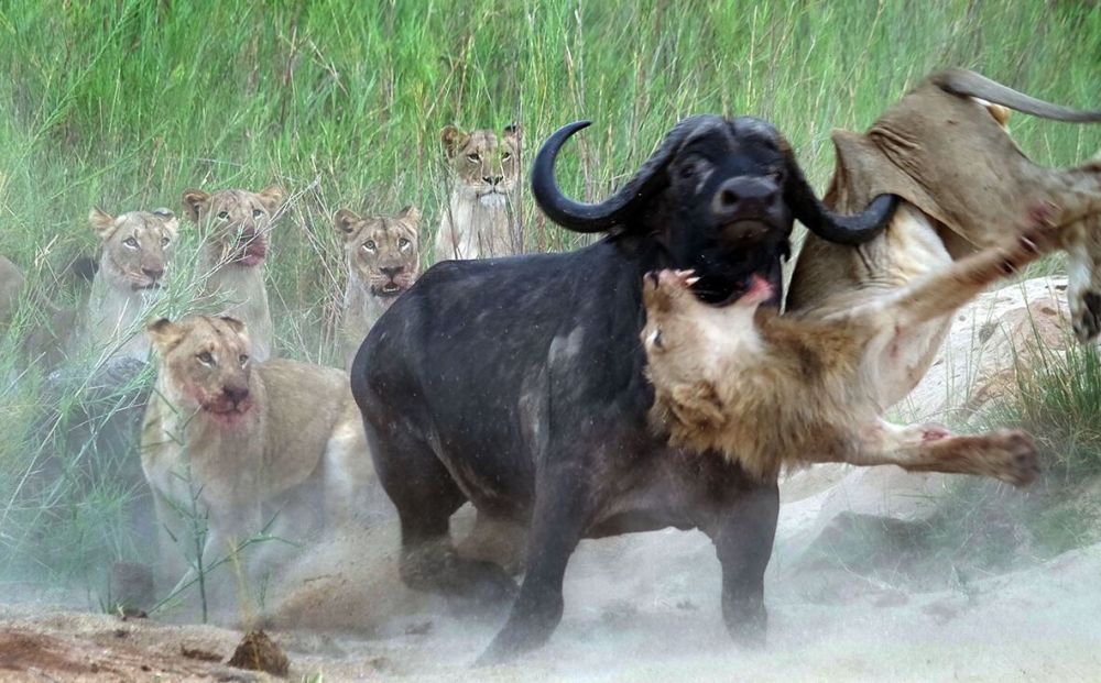 非洲水牛的战斗力简直太强了,直接群殴暴揍狮子,真是低估了水牛