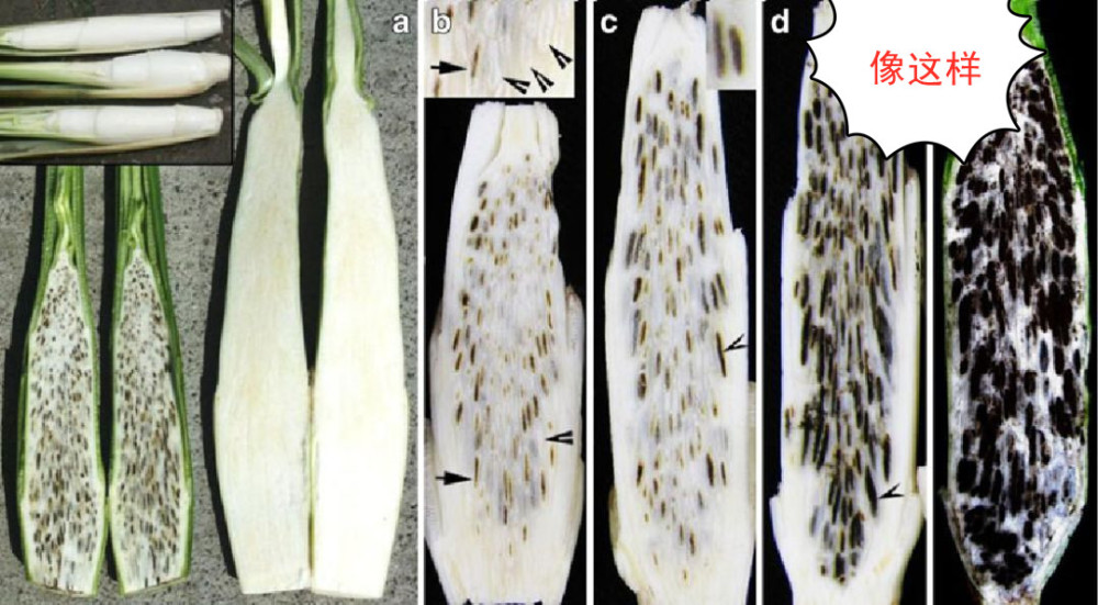 (图源/网络) 研究表明,茭白黑粉菌分为2种株系,正常茭白中的菰黑粉菌
