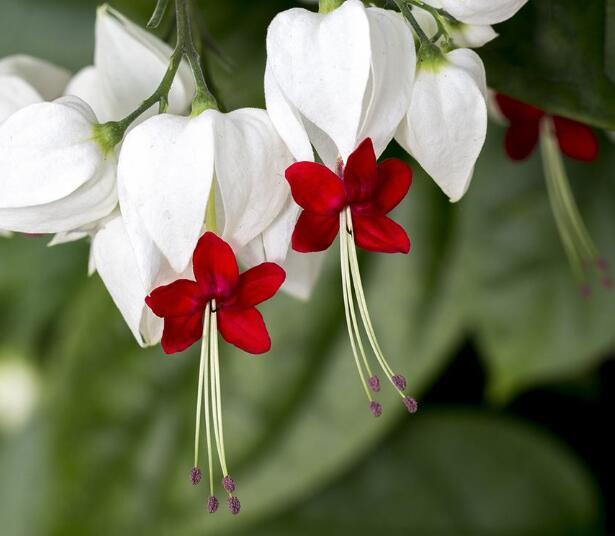 夏季喜欢养菊花,不如养盆"龙吐珠",花期3-5月还能清热