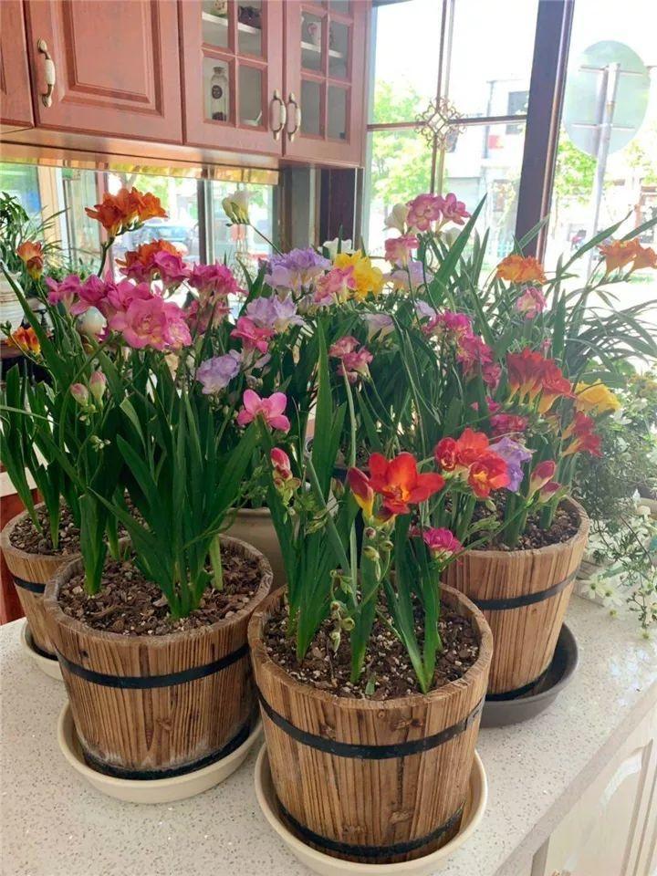 韭菜,香雪兰,水仙,百合,种球