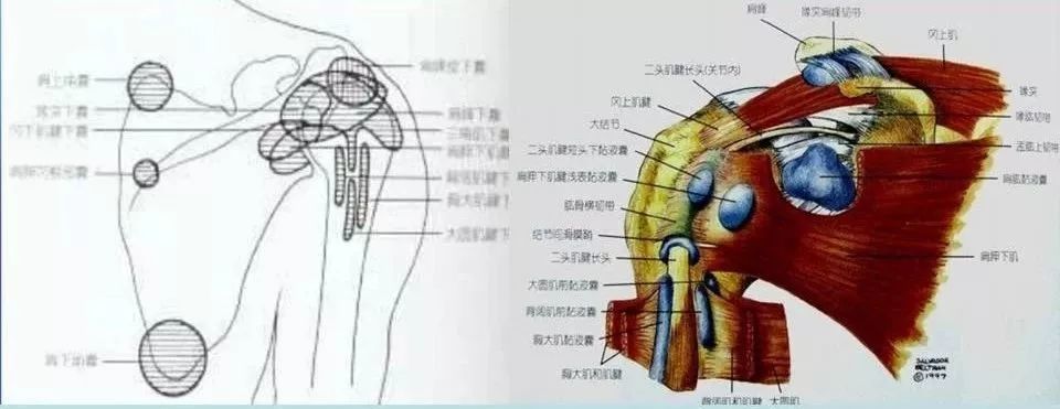 肩关节,肱骨,肩胛骨,韧带
