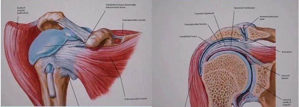 超全人体肩关节解剖图解