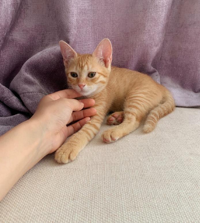 中华田园猫养的人多,街上流浪的也不少
