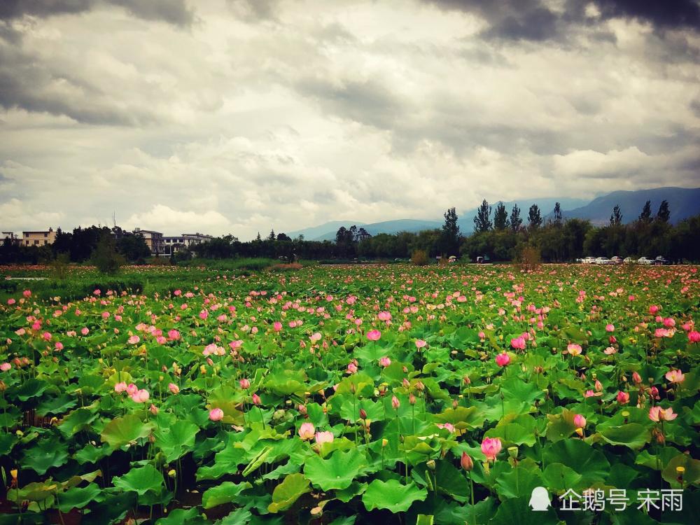 暑期7月自由行,休闲摄影好去处 鹤庆草海湿地
