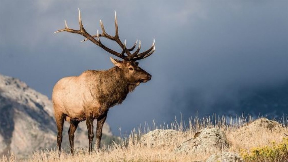 北美麋鹿受到猎人的高度尊重,是北美主要的大型狩猎物种之一