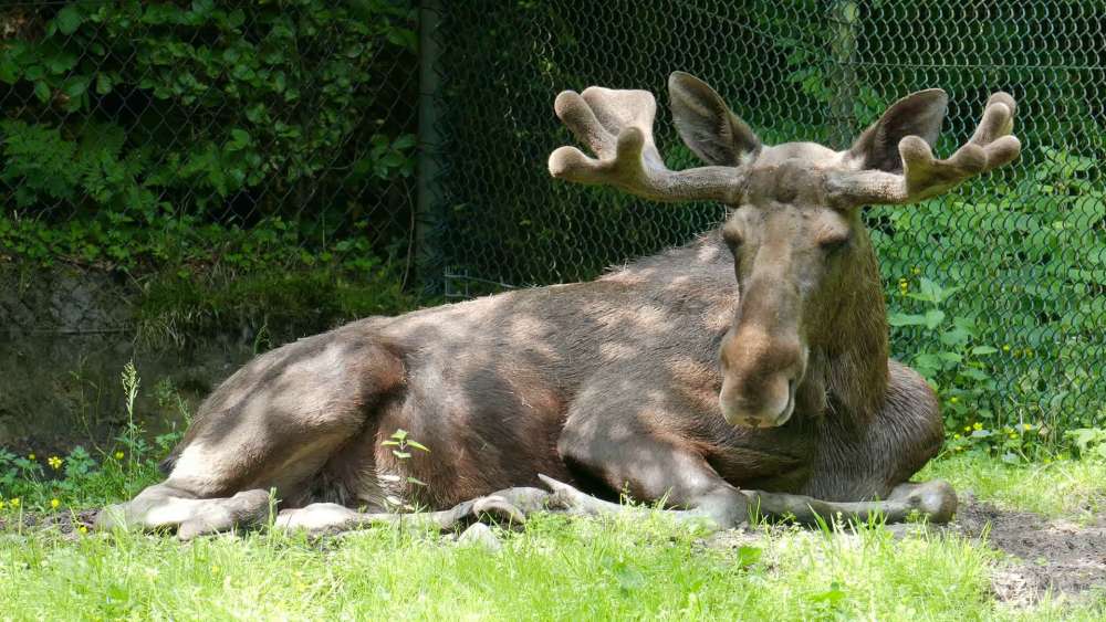 北美麋鹿受到猎人的高度尊重,是北美主要的大型狩猎物种之一