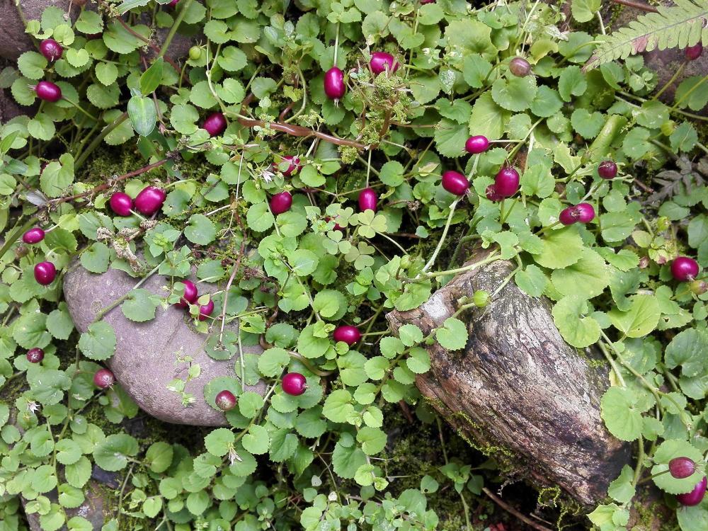 农村,植物,铜锤玉带草,茄子,野果