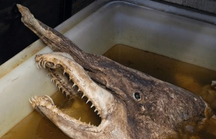 达摩鲨的体型并不大,是深海当中的一种小型鲨鱼,但它们的生性凶猛,是