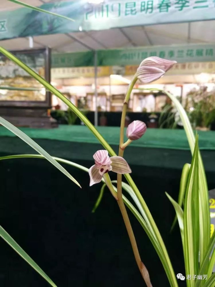 转载:兰花之"双艺"