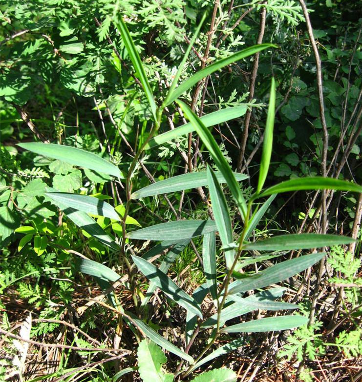 野草,柴胡,中药材,退烧,多年生草本植物