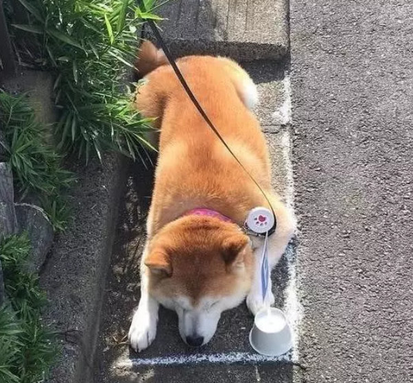 主人让小柴犬待在