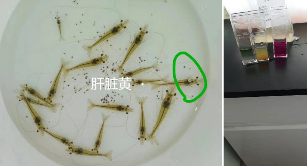 这是谁家养的南美白对虾个大饱满,肝脏晶莹透亮,肠道充盈?