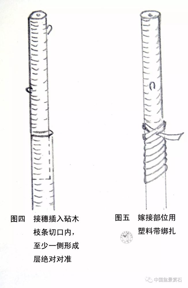 如何用枝接法制作紫薇盆景