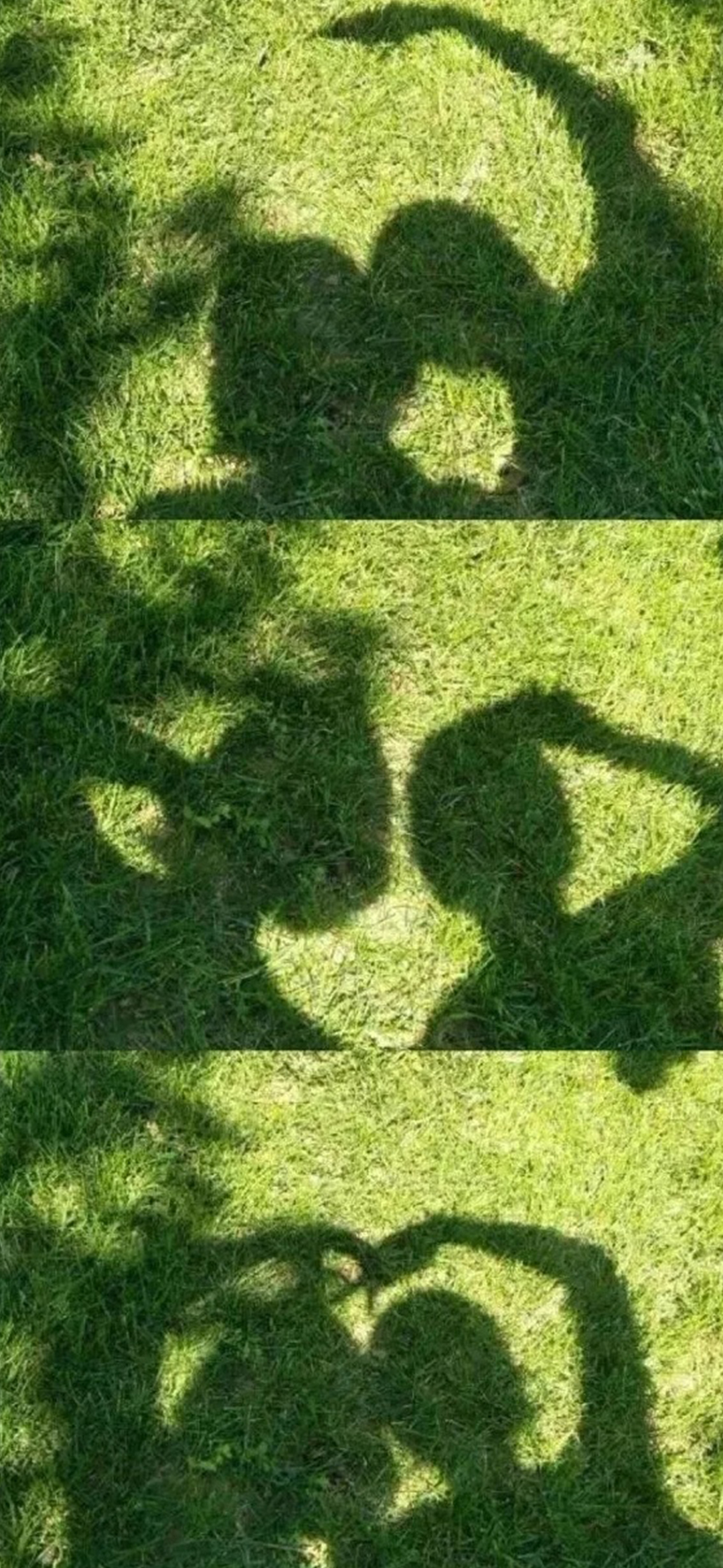 壁纸·锁屏分享,绿色壁纸分享给大家,就是喜欢绿色带来的轻松!