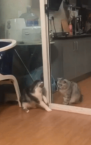 搞笑gif这家伙一看就是一个性格很贱的喵完了还很怂