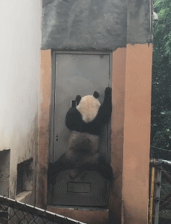 搞笑gif:一个被瓦工耽误的书法家,果然高手在民间