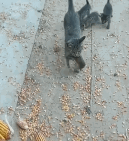 猫妈妈给小奶猫做示范,捉只大老鼠回家,看的小奶猫一