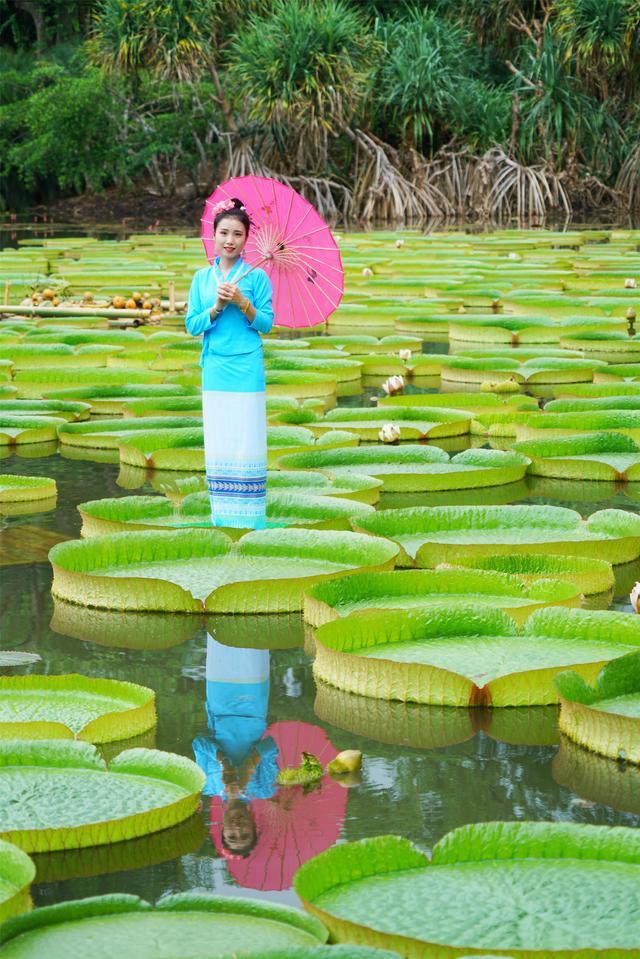 少年热带雨林穿越记,西双版纳坐在王莲上感受神奇大自然