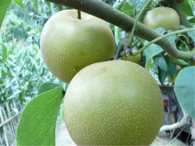 梨子也分"公母"?记住这三点,一挑一个准,梨子个个香又