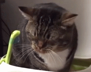 壁纸 动物 猫 猫咪 小猫 桌面 294_233 gif 动态图 动图