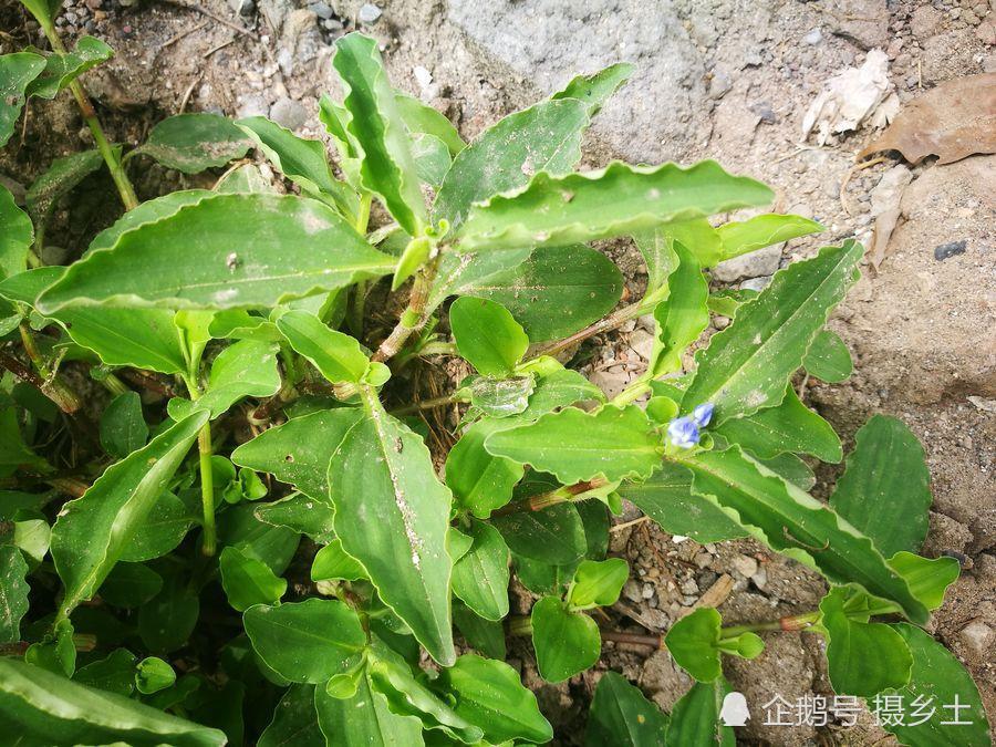 乡村两种野草,一种晚上可"自关门",一种开紫色小花,您