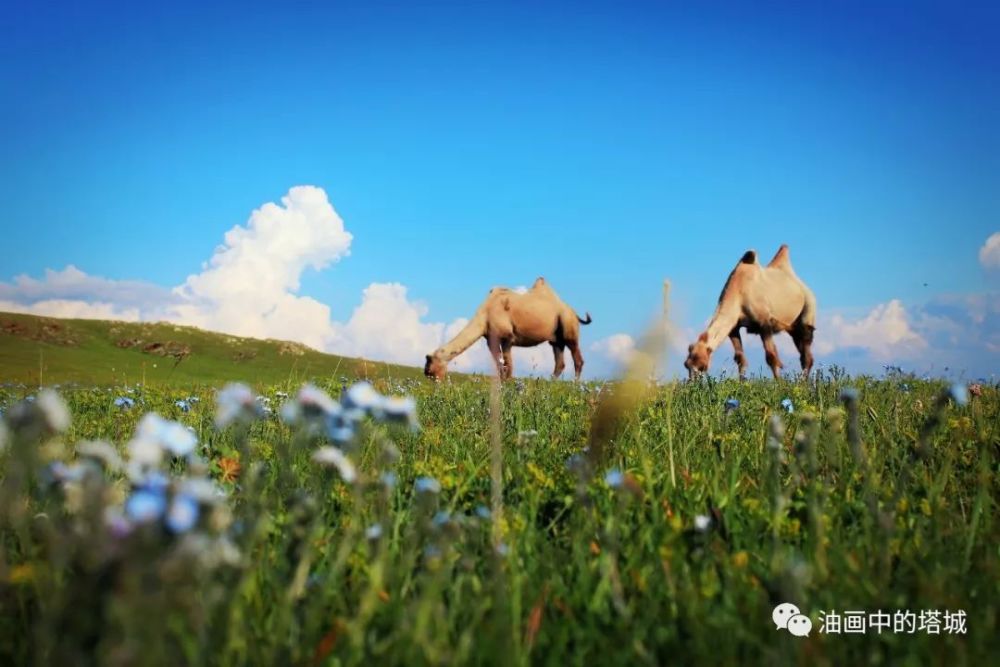 夏天的塔尔巴哈台山 新疆最美的地方之一