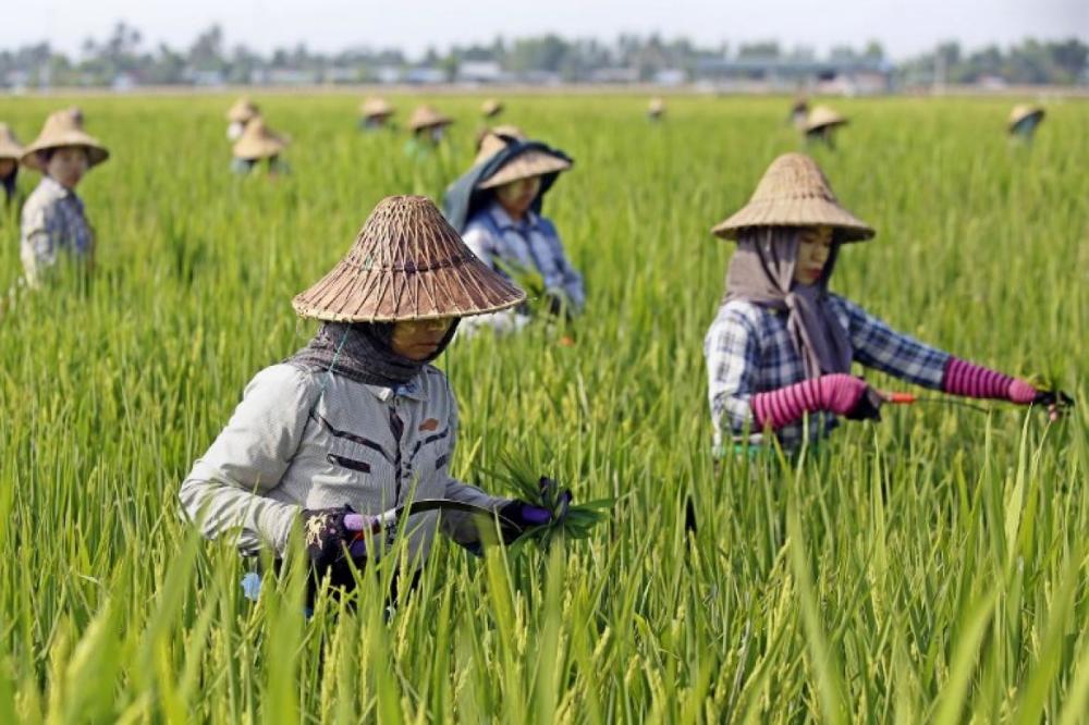中国投资大涨2.5倍!东南亚这国尝到甜头,10万吨大米要来了