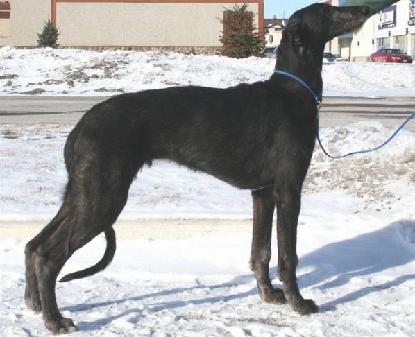 爱尔兰猎狼犬,狗狗,马士提夫獒犬,莱昂伯格