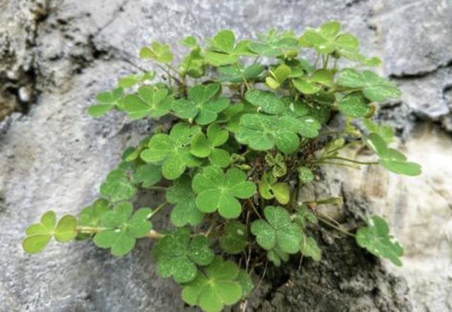 能开花的"野草",被称为"酸酸草",长着"萝卜根",看着美