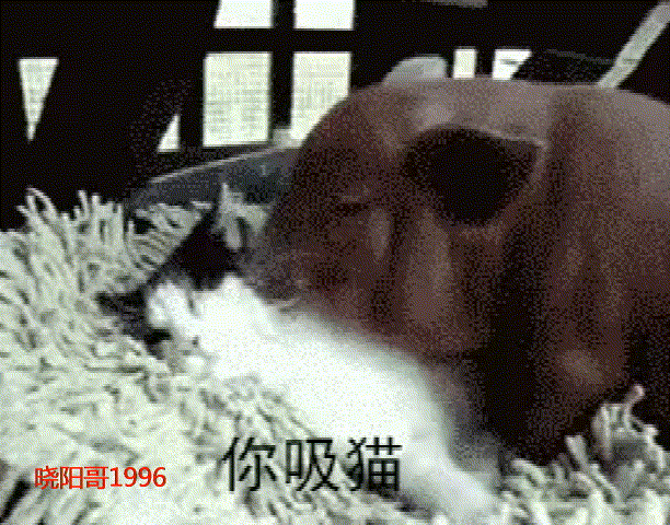 搞笑gif:小猫咪说,说出来你们可以不信,我被一头猪给