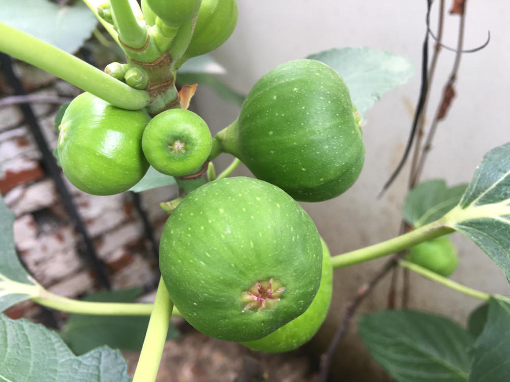 无花果,盆栽无花果,阳台,浇水,果实,盆土