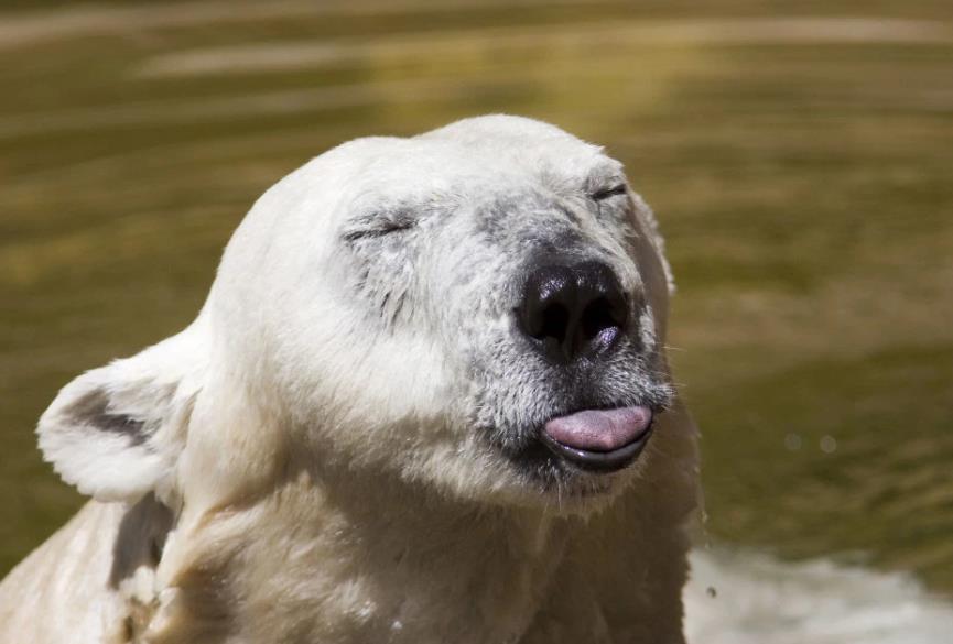 北极熊的舌头可以融冰的