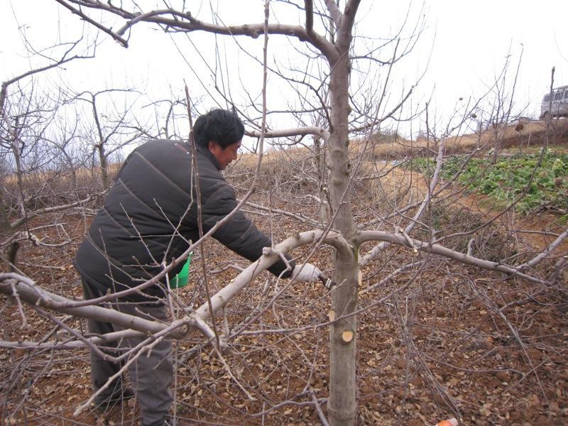 苹果树栽种,盛果期果树四季整形修剪要点,果农必备技术