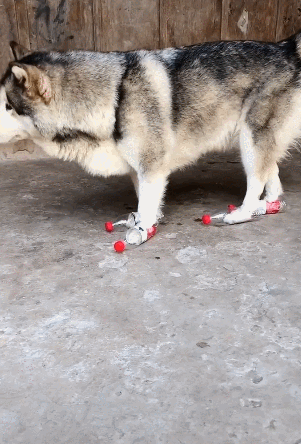 壁纸 动物 狗 狗狗 301_444 竖版 竖屏 手机 gif 动态图 动图