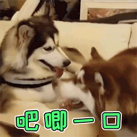 二哈表情包:每一个动作都可以做表情包