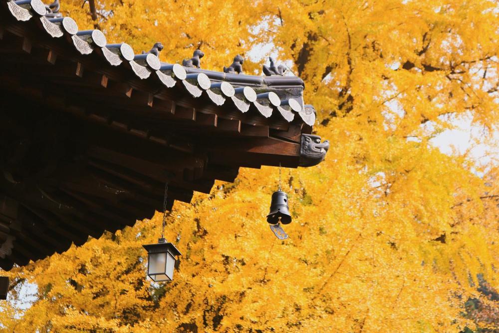 李世民,银杏,寺庙,终南山,游人