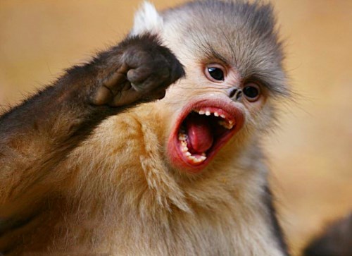 我国特有的猴子,拥有性感丰唇,曾被误认为灭绝,仅有一