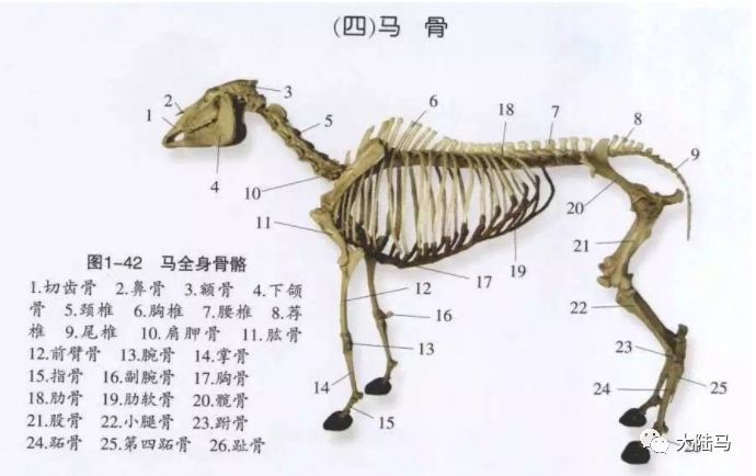 你知道马有205块骨骼和700块肌肉么?