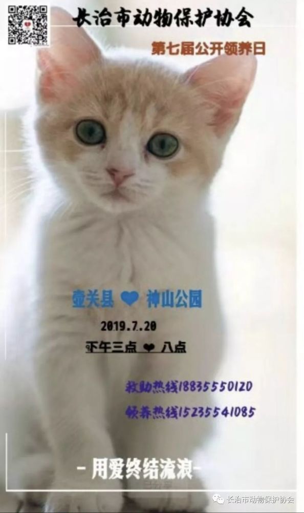 爱它就带它回家吧20只宠物狗盼你来领养 养犬