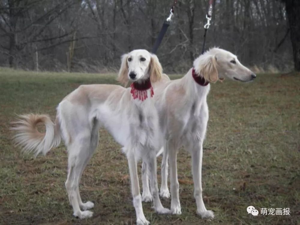 长安十二时辰中的猎犬阿细,原来是叫萨路基猎犬