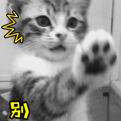 猫搞笑动态图gif 猫搞笑动态图gif画法