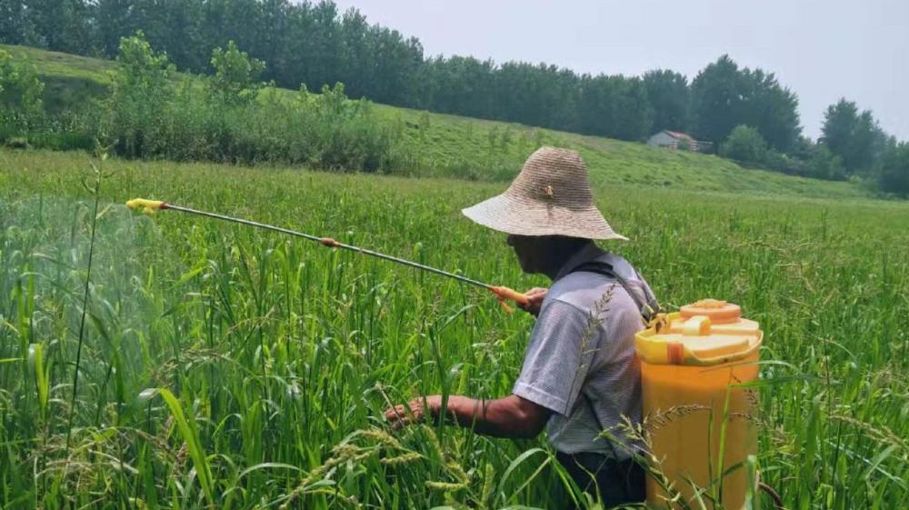 三伏天能打农药吗?夏季农民这样喷农药,一遍抵两遍!